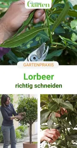 Когда следует сажать португальский лавр?