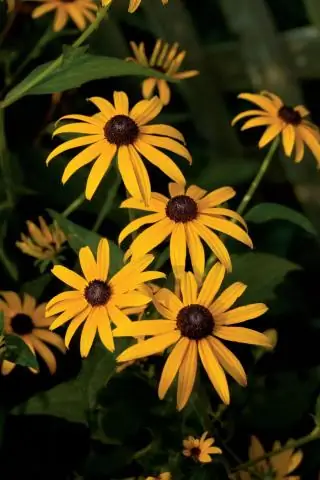 Устойчивы ли кролики Black Eyed Susan?