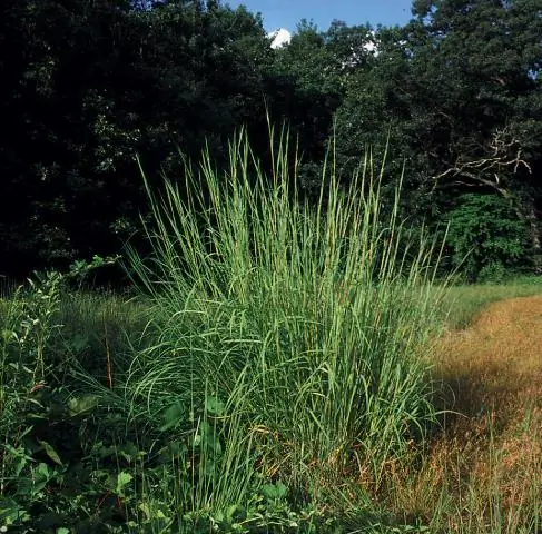 Big Bluestem агрессивен?