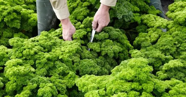 Можно ли сажать тыквы на одном и том же месте каждый год?