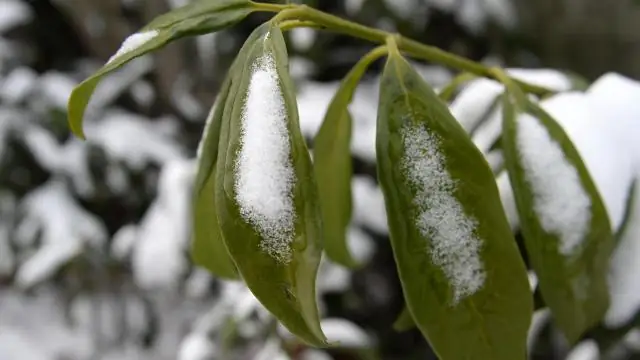 Где я должен сажать Wintercreeper?