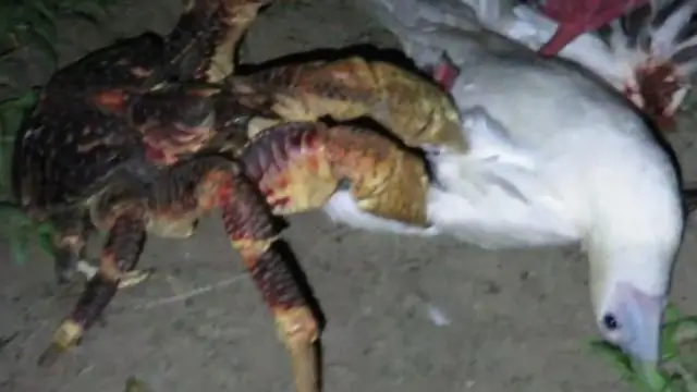 Убивает ли Monster Zapper блох?