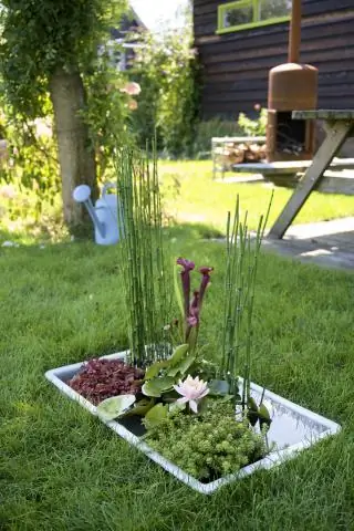 Можно ли сажать луковицы Crocosmia летом?