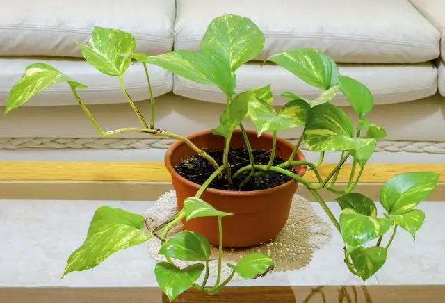 Как вы ухаживаете за pothos epipremnum?