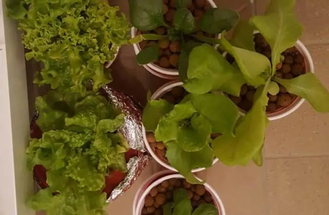 Можно ли использовать Osmocote Plus с овощами?