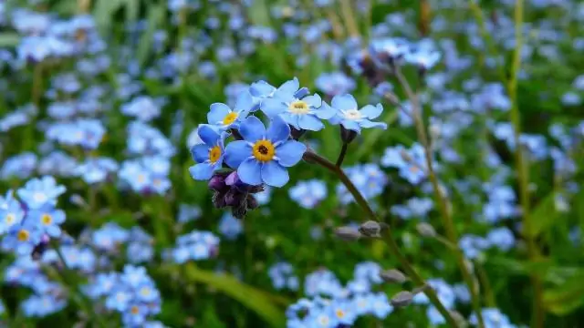 Как вы ухаживаете за Forget Me Nots на открытом воздухе?