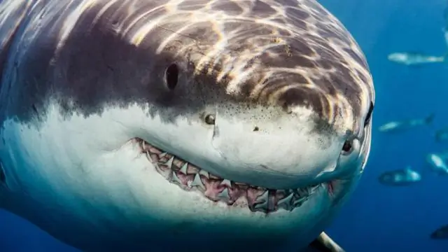 Могу ли я использовать герметик для соединения труб Oatey Great White на природном газе?
