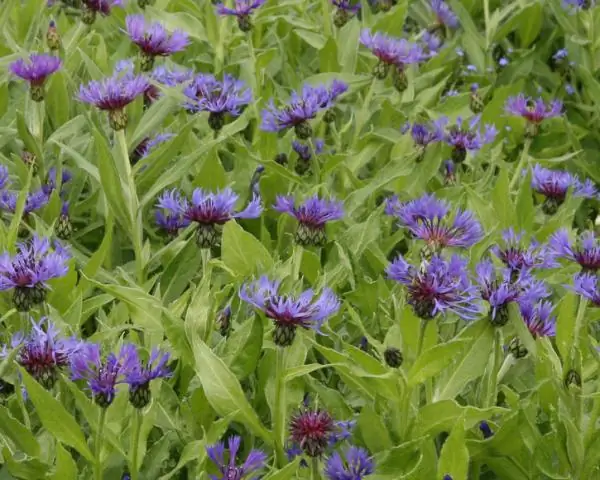 Устойчив ли олень Centaurea montana?