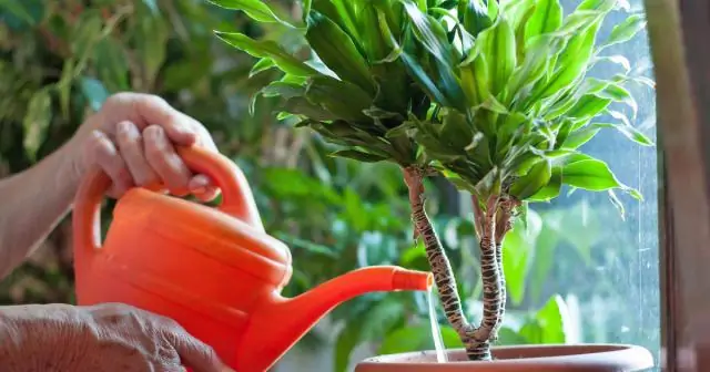 Как часто нужно поливать комнатные растения?