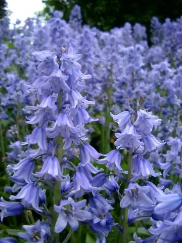 Что такое цветы Blue Bell?