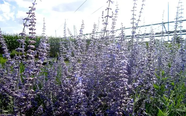 Когда можно пересадить русский шалфей?