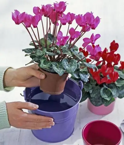 Как ухаживать за жасминовой водой?