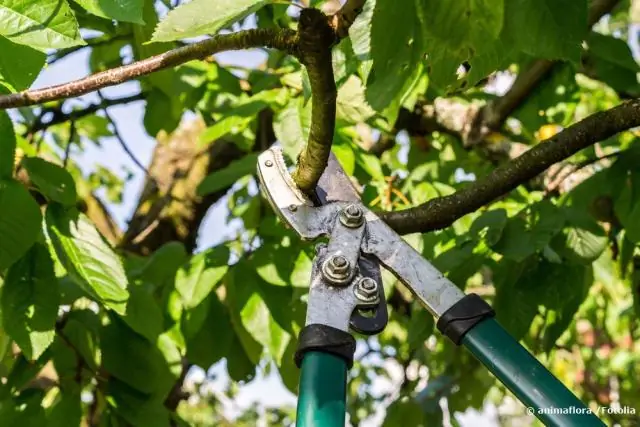 Как обрезать ветку дерева?