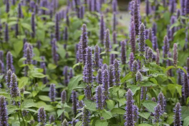 Где растут цветы шишки?