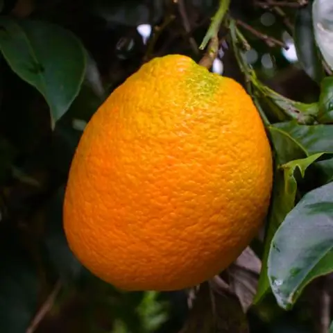 Можно ли выращивать апельсины в Колорадо?