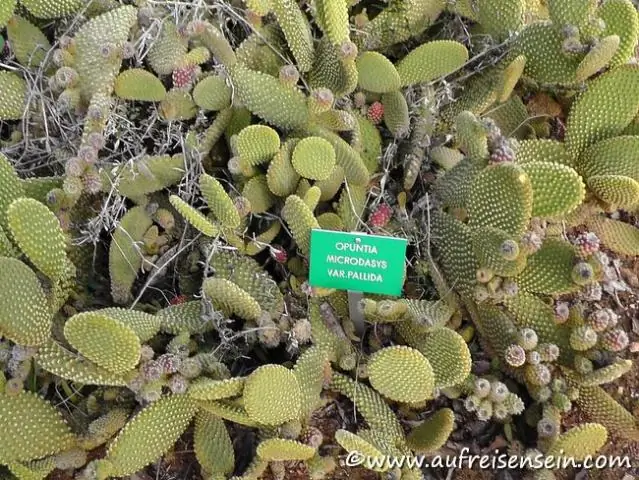 Как ухаживать за Opuntia Microdasys?