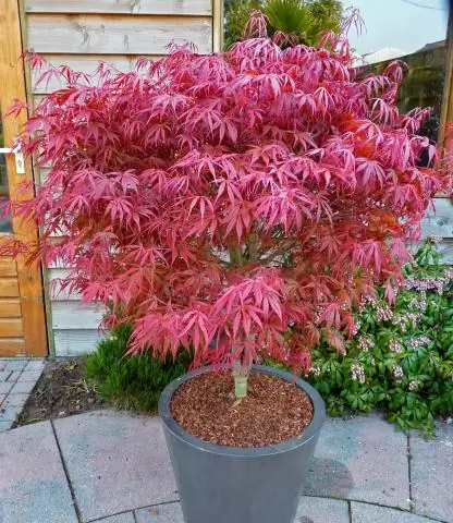 Нужно ли японскому клену солнце?