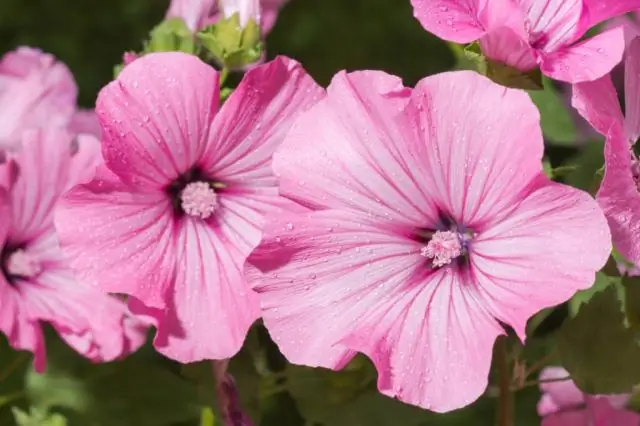 Живут ли Hollyhocks в Великобритании?