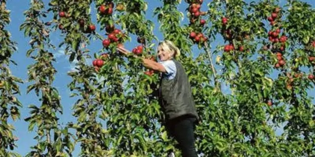 В Индиане растут яблоки?