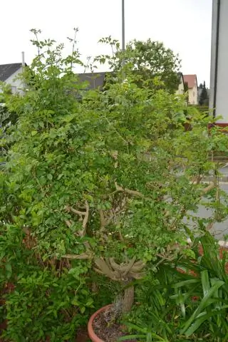 Как вырастить Tecoma capensis?