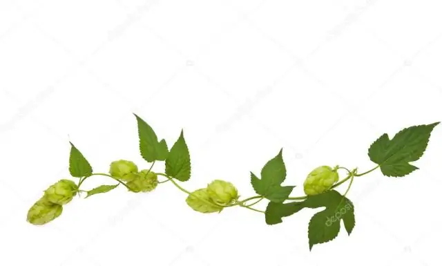 Как вы поддерживаете Hops on Vine?