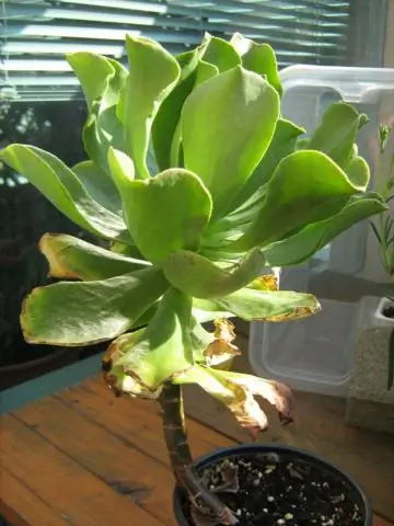 Как вы ухаживаете за эониумом?