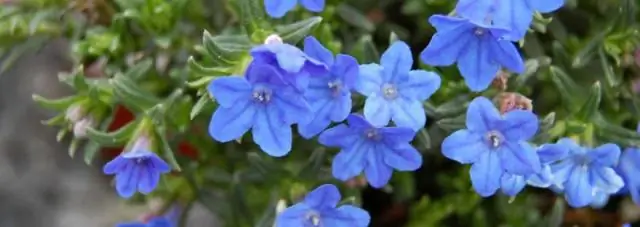 Как обрезать Lithodora Diffusa?