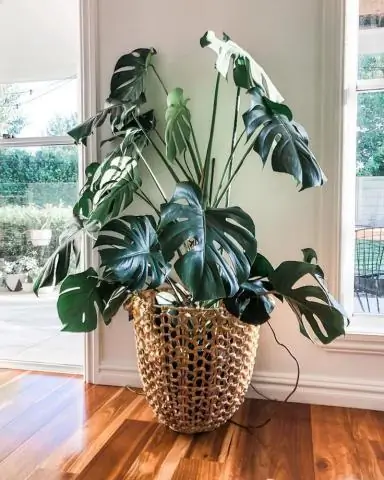 Как разводить Monstera deliciosa?