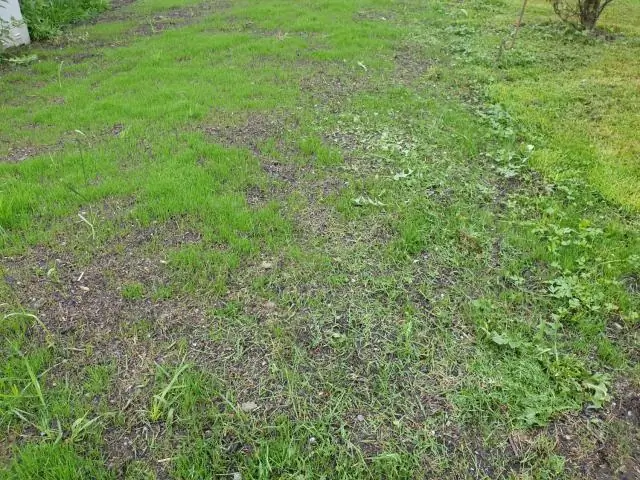 Как скоро будет создан новый газон?