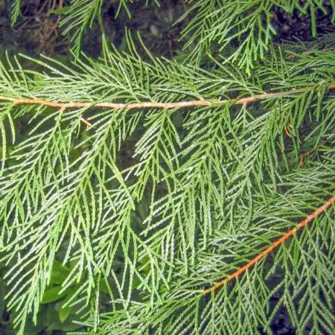 Что быстрее растет кипарисовик Leyland или туи Green Giant?