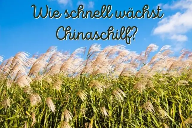 Как быстро растет серебряный блеск?