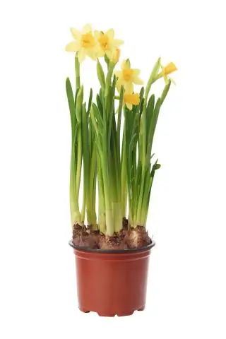Что такое растение tete a tete?