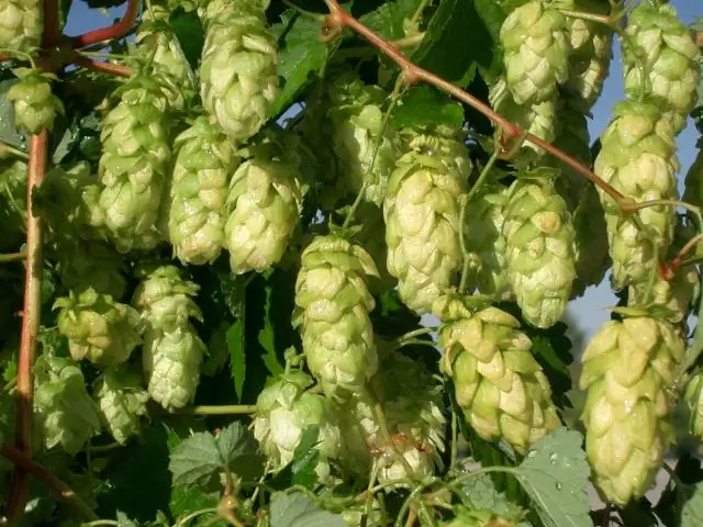 Как растет декоративный хмель?