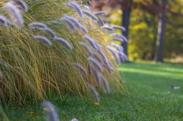 Почему моя кливия не цветет?