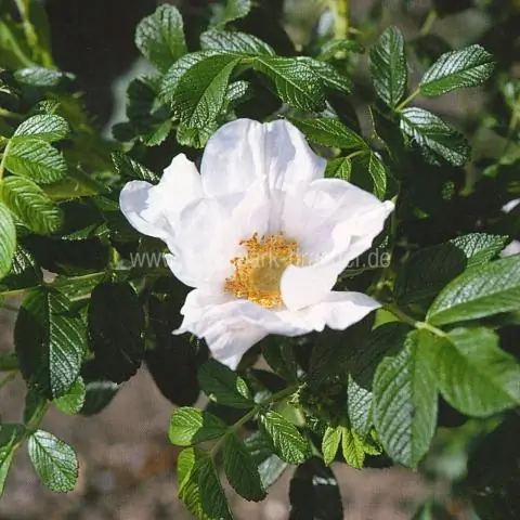 Как сажать Rosa rugosa с голыми корнями?