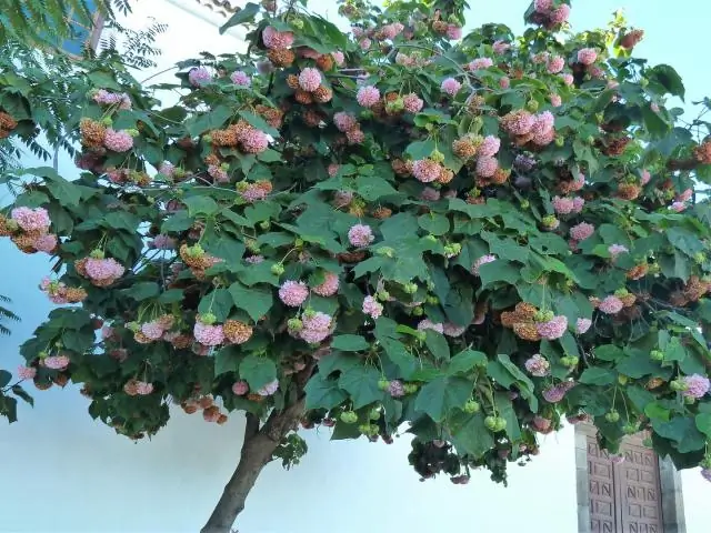 Как обрезать гортензию на видео?