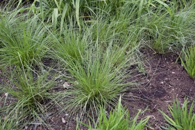 Является ли Prairie Dropseed инвазивным?