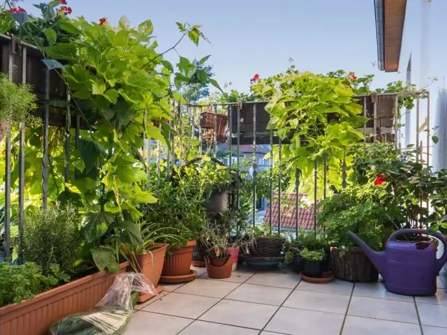 Какие цветы лучше всего подходят для оконных ящиков?