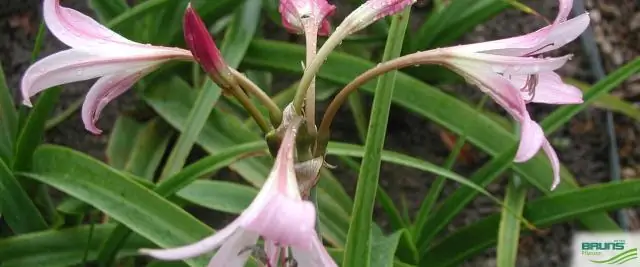 Как вы сажаете Crinum Powellii?