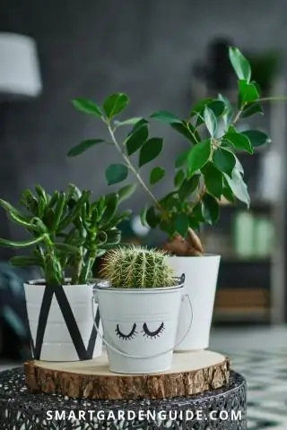 Как вы ухаживаете за шарами Buxus?