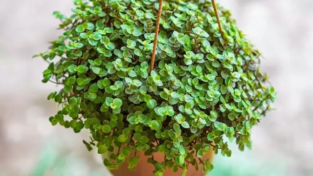 Как разводить Callisia repens?