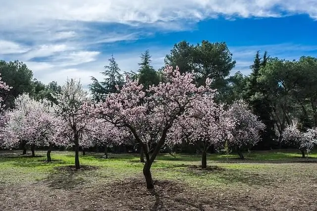 Растут ли миндальные деревья в Луизиане?