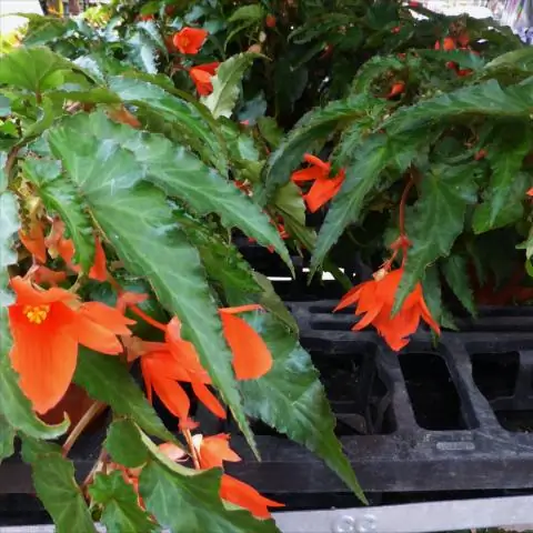 Как завести бегонию?