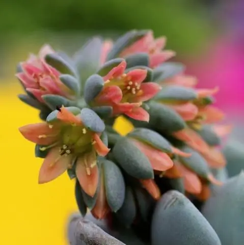 Как разводить Echeveria Nodulosa?