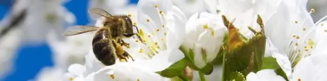 Какие клопы попадают на петунии?