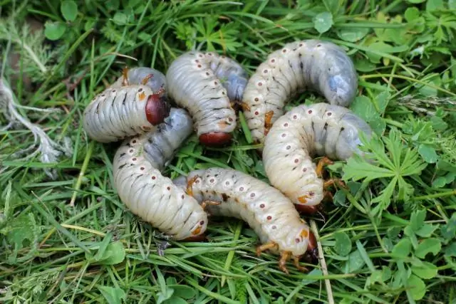 Как использовать семена травы Zoysia?