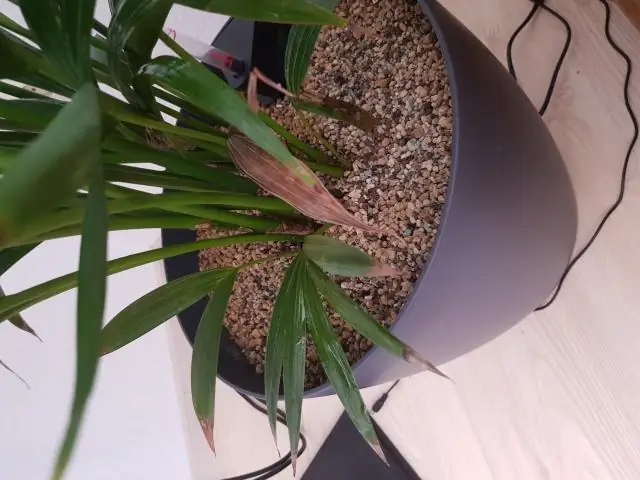 Почему листья на моем растении ZZ становятся коричневыми?