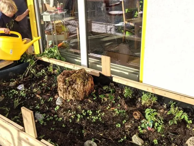 Насколько глубокой должна быть грядка для моркови?