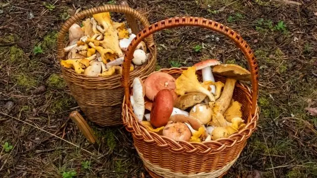 Какая почва нравится сахарным кленам?