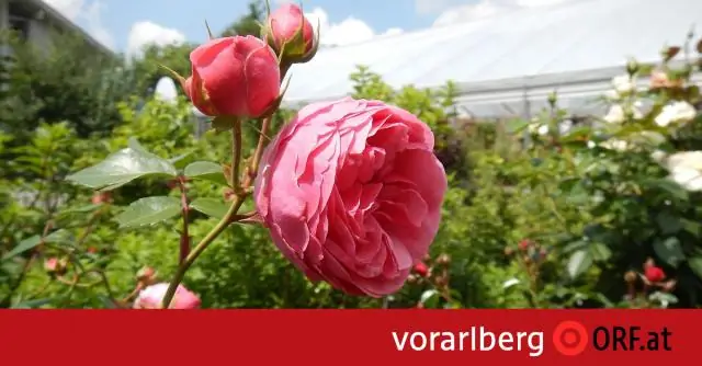 Стоит ли удобрять розы при посадке?